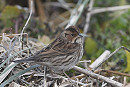 Little Bunting. Martin Standley.