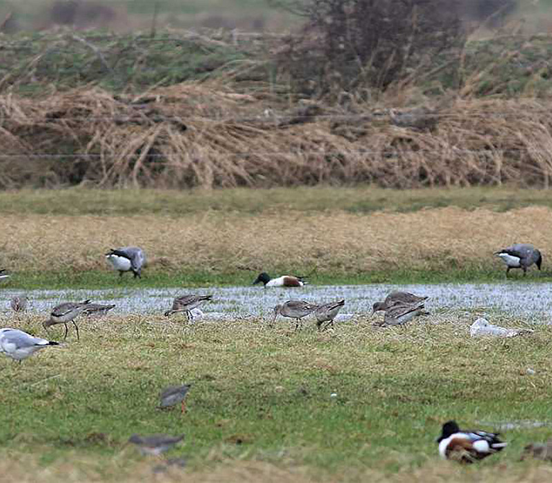 Black-tailed Godwits, Shoveler, Brent Geese, Redshanks and Common Gulls. Adam Hutt.