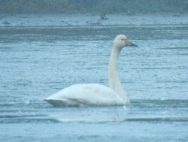 Whooper Swan. Alan Wrightson.