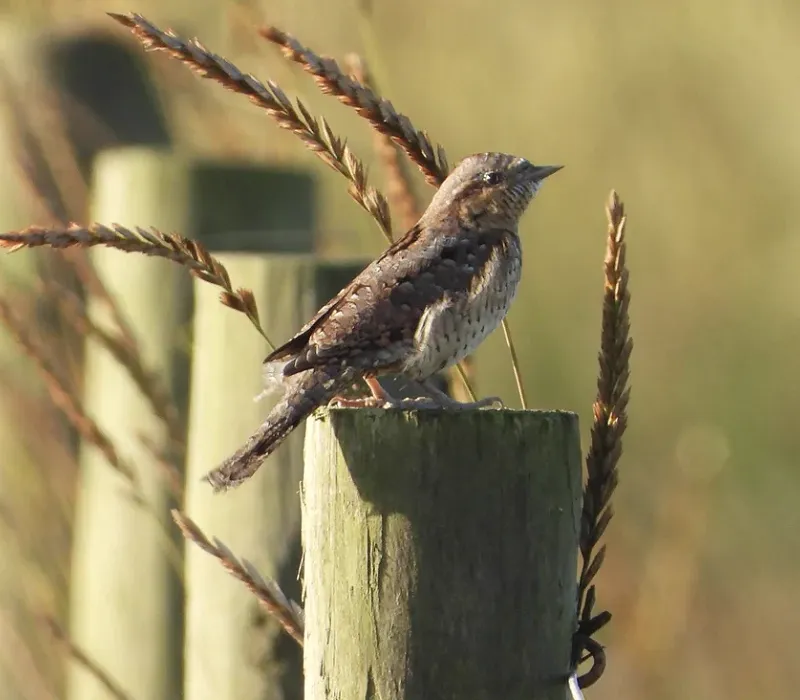 Wryneck - Andy Hill.