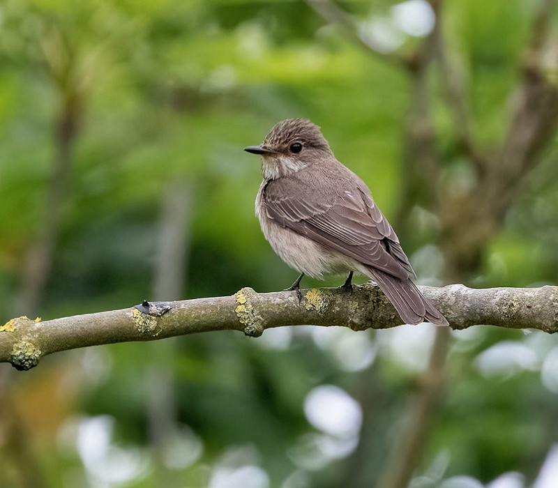 Spotted Flycatcher. Bethan Clyne.