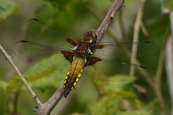 Broad-bodied Chaser - Harry Appleyard