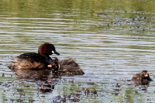 Little Grebe and young on canal scrape. Brian Walker.