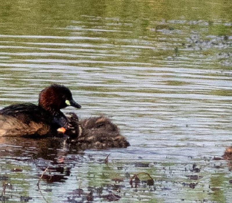 Little Grebe and young on canal scrape. Brian Walker.