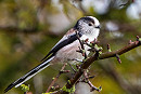Long-tailed Tit. Brian Walker.