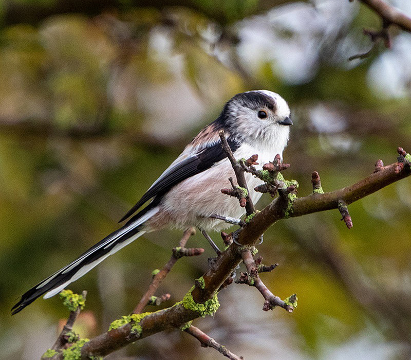 Long-tailed Tit. Brian Walker.