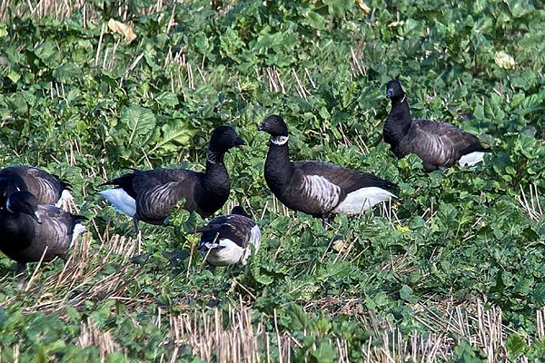Black Brant with Brents. Colin Bushell.