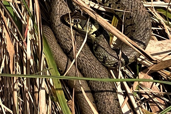 Grass Snake. Colin Bushell.