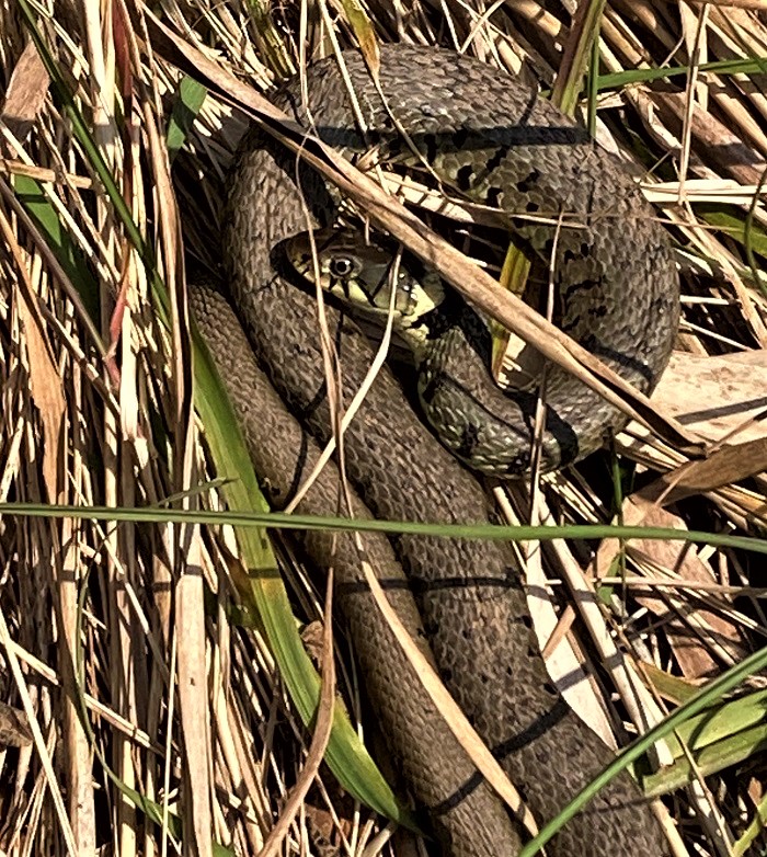 Grass Snake. Colin Bushell.