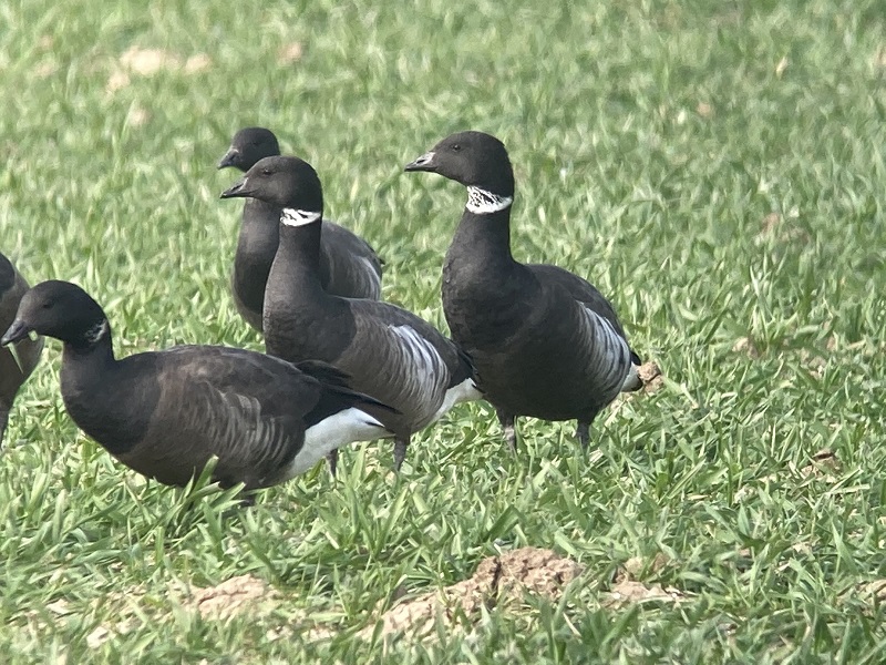 (left to right) Dark-bellied Brent, hybrid Brant and Black Brant. Colin
