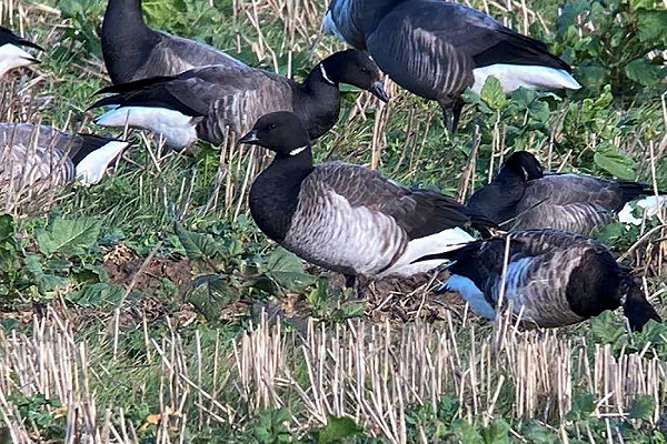 Pale-bellied Brents with Brents. Colin Bushell.