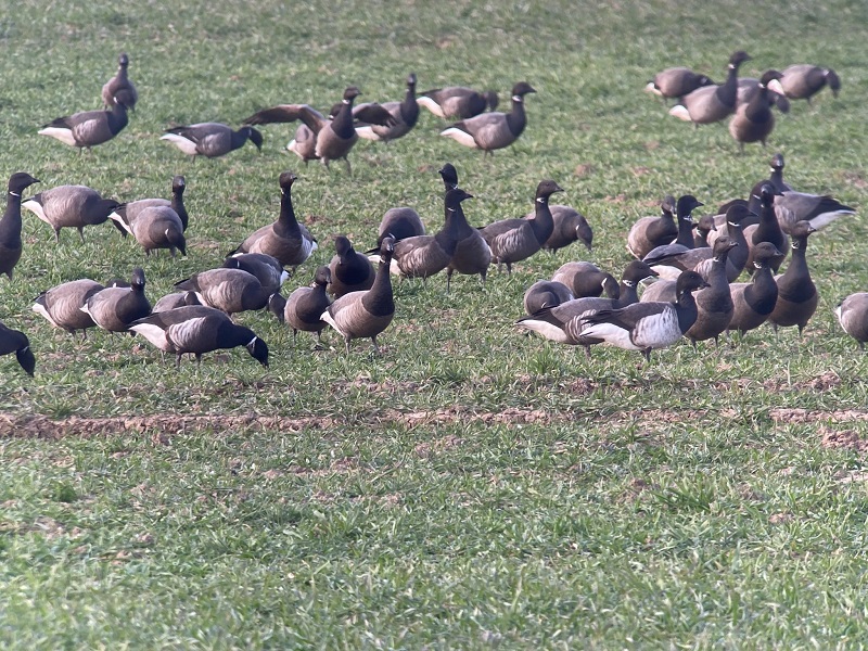 Black Brant and Pale-bellied Brent with the Brent flock. Colin Bushell.