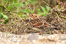 Lapland Bunting - Charlotte Foote.