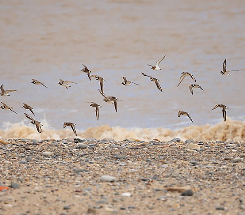 Waders at the breach. Dave Constantine,