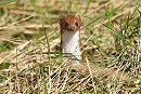 Weasel. Dave Constantine.