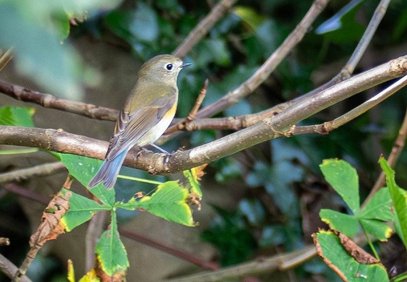 Red-flanked Bluetail - Dave Tucker.