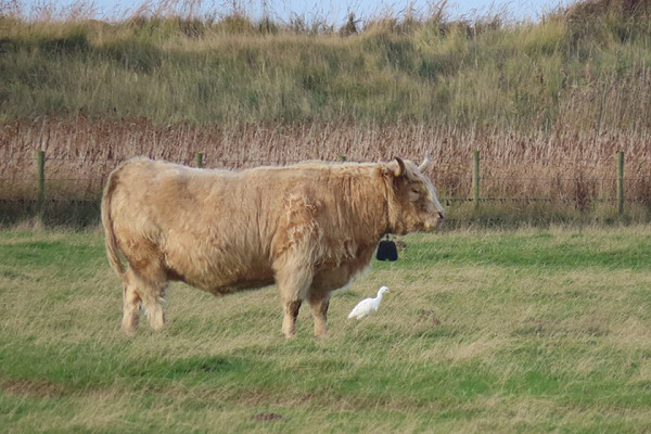 Cattle Egret with Highland Cow. Duerden Cormack.
