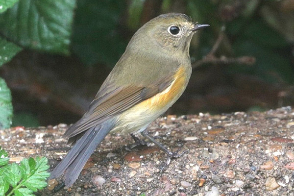 Red-flanked Bluetail. Tony Broom.
