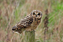 Short-eared Owl. Hazel Wiseman.