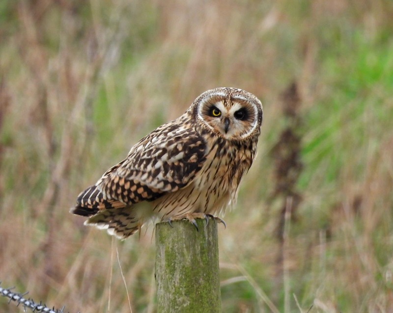 Short-eared Owl. Hazel Wiseman.