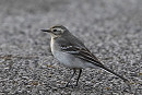 Citrine Wagtail. Geoff Carr.