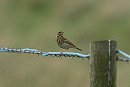 Tree Pipit - Garry Taylor.
