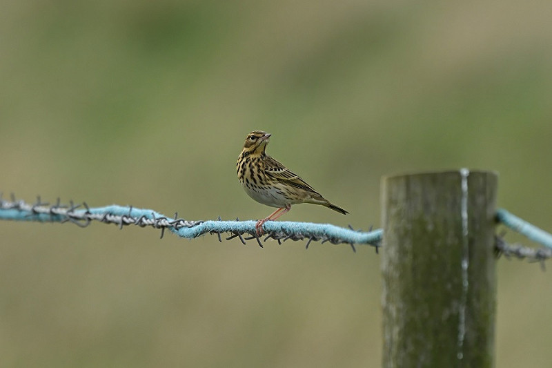 Tree Pipit - Garry Taylor.