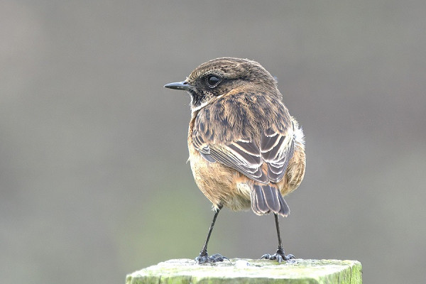 Stonechat - Garry Taylor.