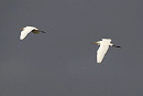 Great White Egrets - Harry Appleyard.