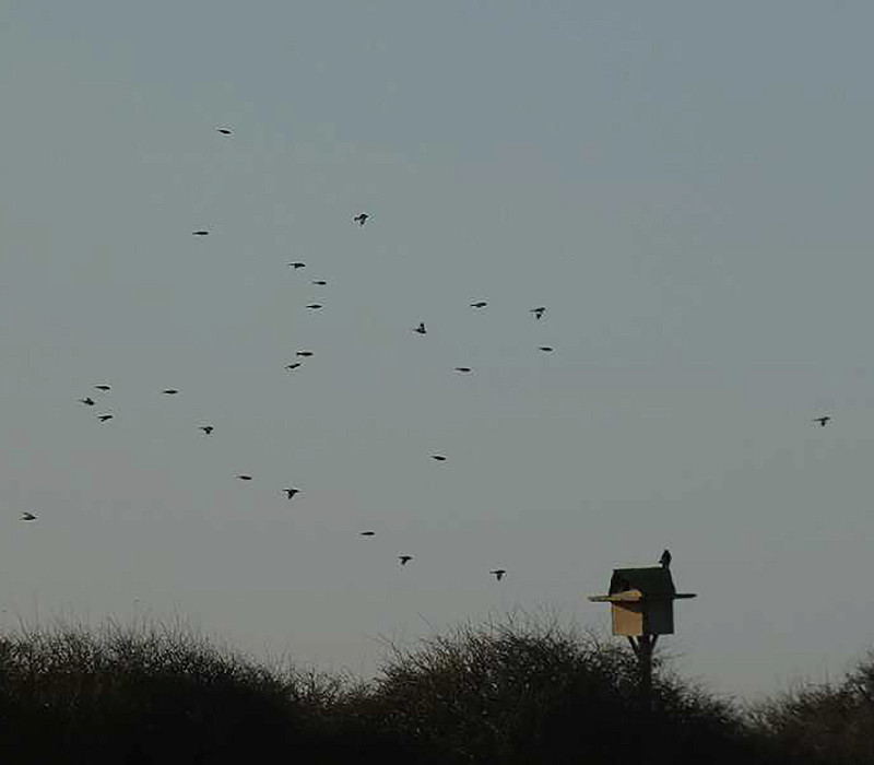 Snow Buntings over the triangle. Harry Appleyard.