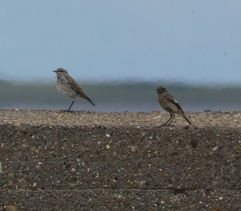 Wheatear and Stonechat at the Point. Harry Appleyard.