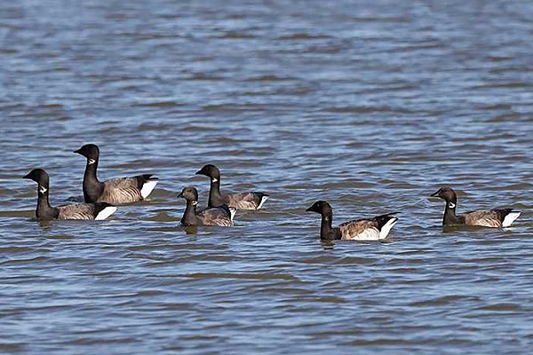Pale-bellied Brent Goose with Brents. John Hewitt.