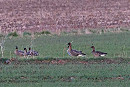 White-fronted Goose (right) with Pink-footed Geese. John Hewitt.