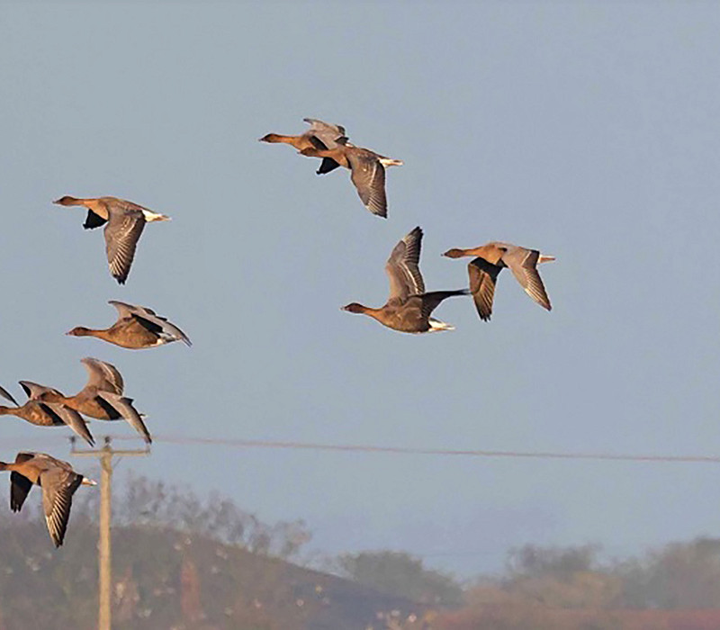 White-fronted Goose with Pink-footed Geese. John Hewitt.