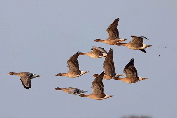 White-fronted Goose with Pink-footed Geese. John Hewitt.
