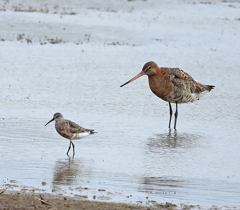 Curlew Sandpiper and Black-tailed Godwit. Hazel Wiseman.