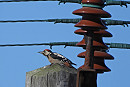 Great Spotted Woodpecker. Hazel Wiseman.
