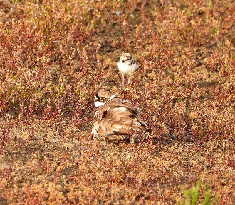 Little-ringed Plover - Hazel Wiseman.  A previous breeding attempt failed at the egg stage.
