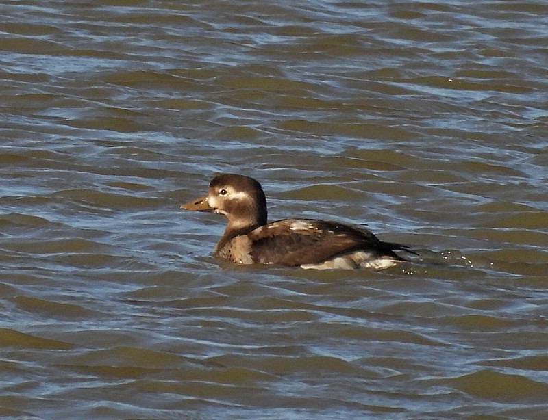 Long-tailed Duck - Hazel Wiseman.