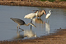 Grey Heron, Spoonbill, Greylag Goose and Little Egret on KIlnsea wetlands. Hazel Wiseman.