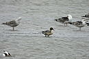 Pintail with Gulls on Kilnsea wetlands - Hazel Wiseman.