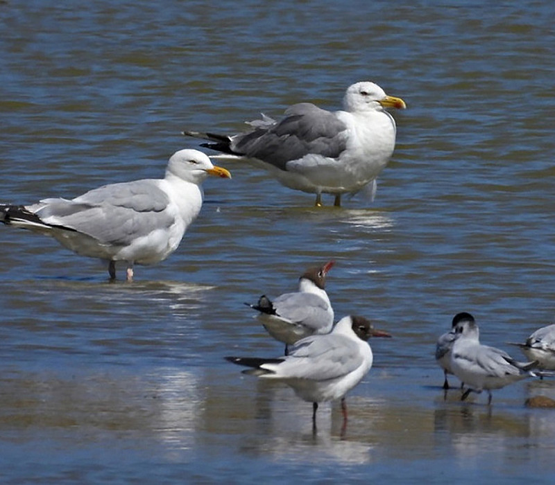 Yellow-legged Gull, Herring Gull, Black-headed and Little Gulls. Hazel Wiseman.