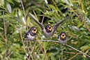 Swallows waiting to be fed - John Hewitt.
