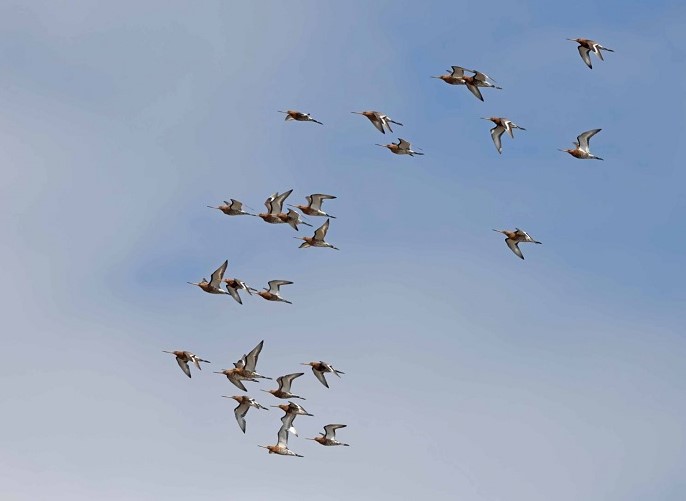 Black-tailed Godwits - John Hewitt.