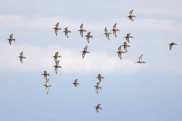 Black-tailed Godwits. John Hewitt.