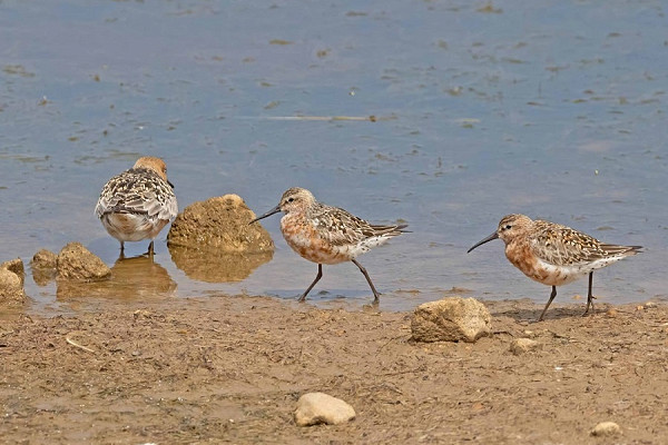 Curlew Sandpipers and Knot - John Hewitt.