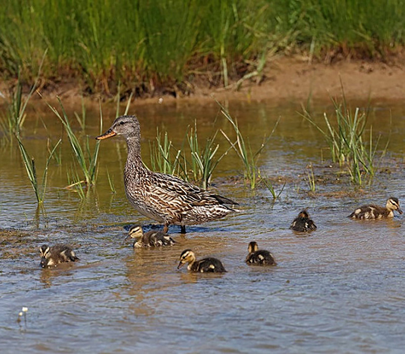 Gadwall and brood. John Hewitt. Not that many years ago Gadwall was a notable spring visitor to Spurn.