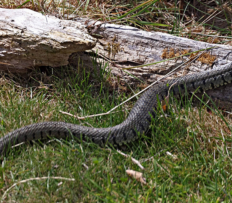 Grass Snake. John Hewitt.