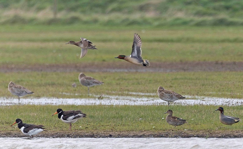Green-winged Teal in flight with Teal, Curlews and Oystercatchers - John Hewitt. The creation of Kilnsea wetlands and long bank have no doubt made the local area more attractive to wintering and passage Wildfowl, all the records for Green-winged Teal being since 2008 when there was two birds and a returning bird in 2018 and 2019, a second bird also in this year.
