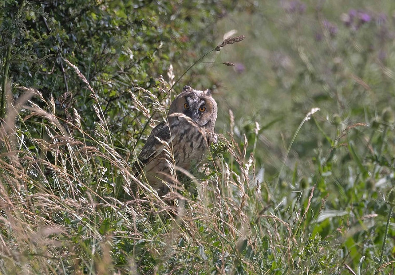 Long-eared Owl - John Hewitt.